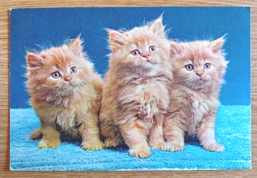 Postcard fluffy ginger - postcard:, 3