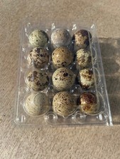 12 Fresh Quail Eating Eggs