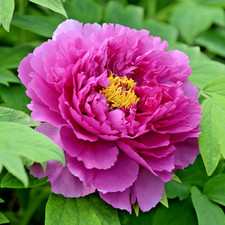 Tree peony purple ling hua - purple,