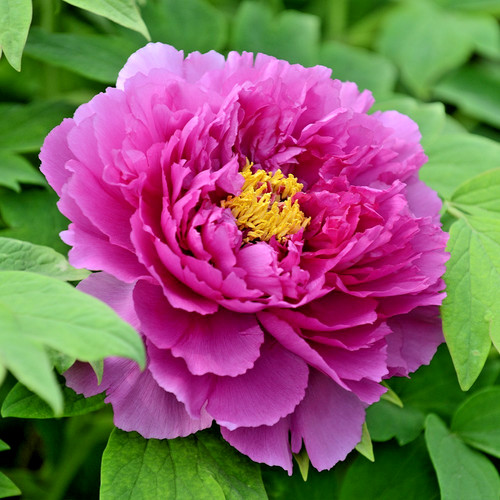 Tree peony purple - purple, hua