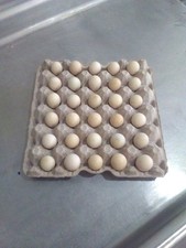 28+ Fertile Chukar Partridge