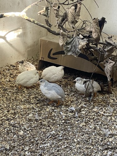Chinese painted quail - painted,