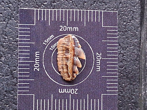 Notorynchus serratissimus