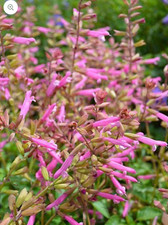 6  Salvia Kisses  and Wishes