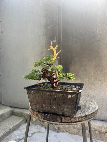 Imported japanese sargentii - japanese,