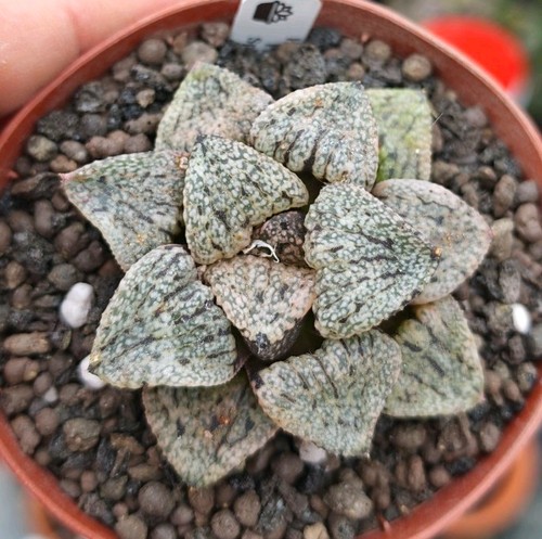 Haworthia picta splendens - splendens,