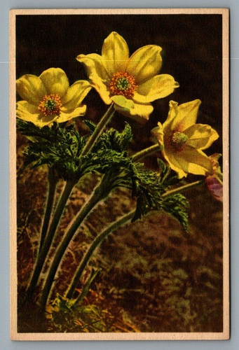 Thor gyger flowers - thor,