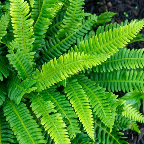 Hardy deer fern - hardy,
