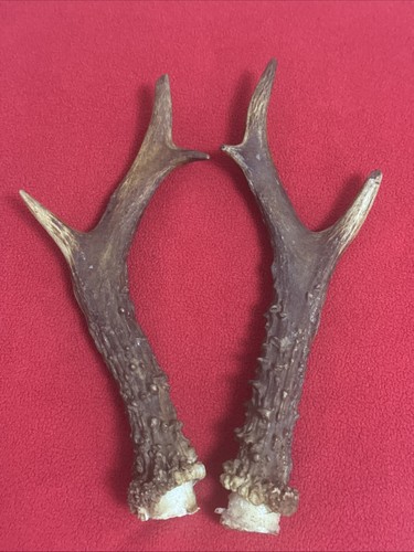 Pair roe deer antlers - deer,