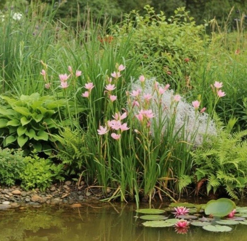 Hesperantha coccinea mrs - hesperantha, 'mrs