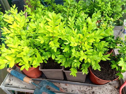 Buxus hedge plants 2 - buxus,