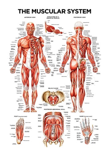 Muscular system poster - poster, human