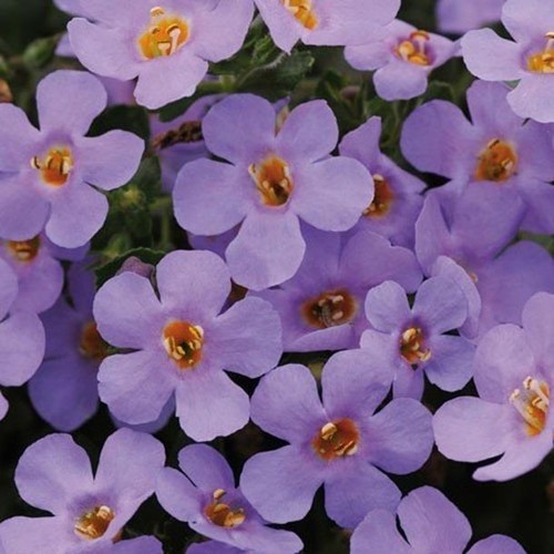 Bacopa trailing giga - trailing, giga®