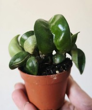 Hoya Carnosa Compacta