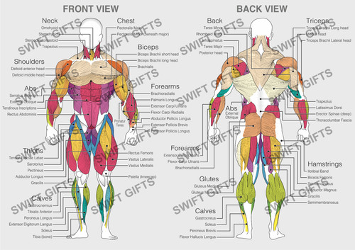 Human muscles diagram - muscles, anatomy