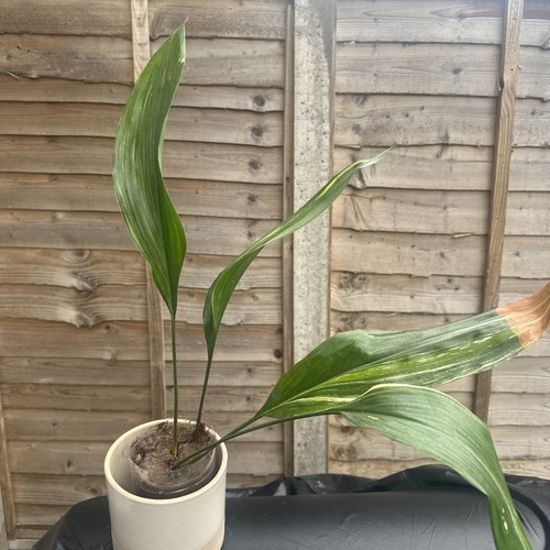 Verigated aspidistra elatior - verigated,