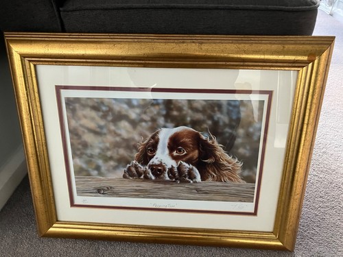 Springer spaniel limited - spaniel,