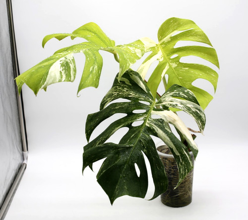 Monstera albo borsigiana - monstera,