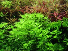 Hottonia palustris Tropica
