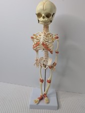 Newborn Baby Fetal Skeleton Skull Model Display Human Body Medical Education