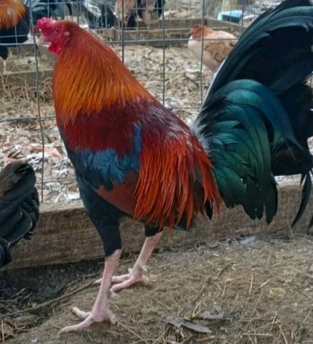 Assorted hatching eggs - hatching,