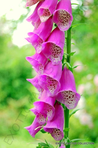 Rare digitalis purpurea giant - rare,