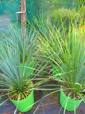 Hardy Beaked Yucca - Yucca