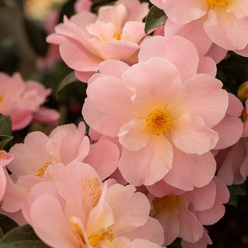 Camellia congratulations - camellia, 5