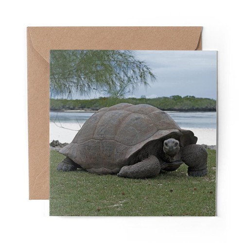 Blank greeting card - x,