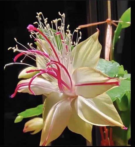 Schlumbergera yasichristmas - schlumbergera,