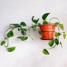 1 x Epipremnum pinnatum Aureum