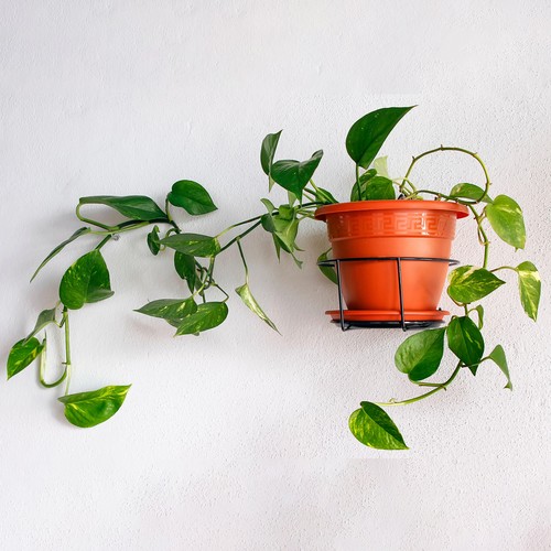 Epipremnum pinnatum aureum - epipremnum,