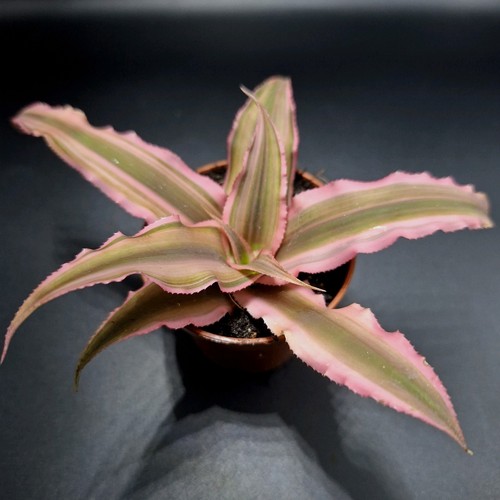 Cryptanthus rubens earth - cryptanthus, 'earth