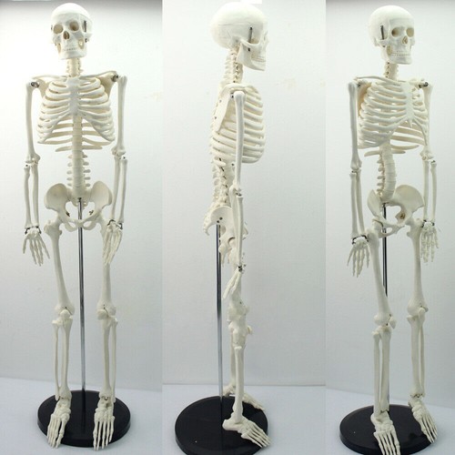 85cm human skeleton - skeleton, 35"