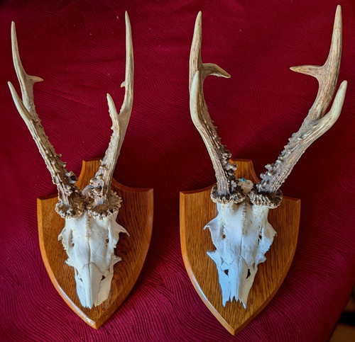 Pair vintage mounted roe - mounted, deer