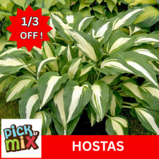 Hosta plants top quality 33% OFF Shade-Loving Perennial mix and match varieties