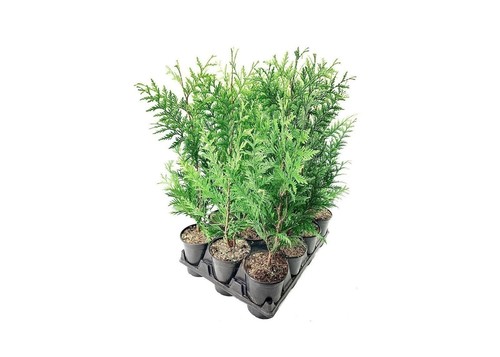 Thuja green giant - |, quart