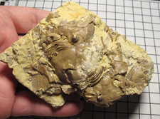 Ordovician Homotelus