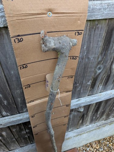 Blackthorn walking stick - blackthorn,