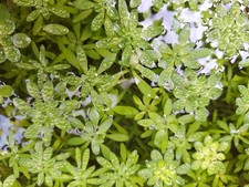 1 x weighted bunch of Starwort Callitriche stagnalis oxygenating pond plants