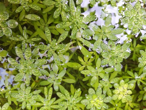 Weighted bunch of starwort - weighted,