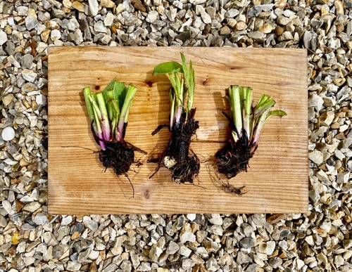Large organic bocking - large,