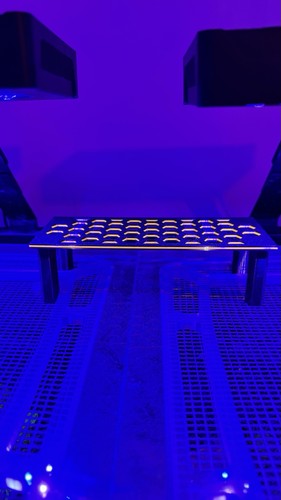 Coral frag stand - rack, reef
