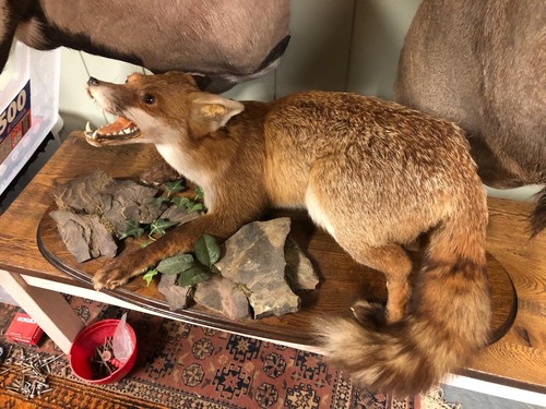 Taxidermy snarling fox - taxidermy, on