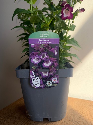 Penstemon party bells - penstemon,
