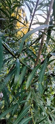 10x green willow cuttings - green,