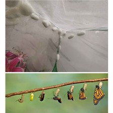 Portable insect cage - insect,