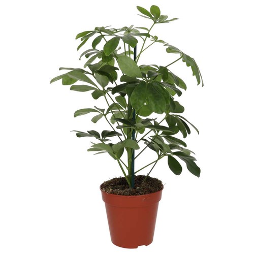 Dwarf umbrella tree - umbrella, |