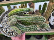 Aporocactus flagelliformis