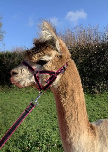Libby banbury halter head - banbury,